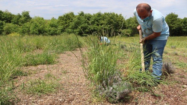Lavantalar çiçek açmaya başladı