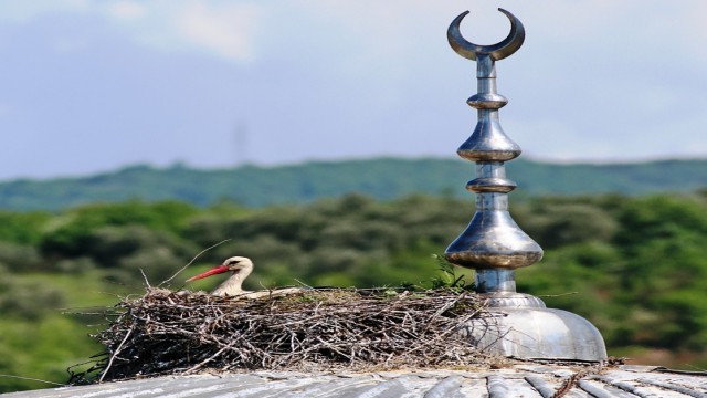 Leylekler Altınovada