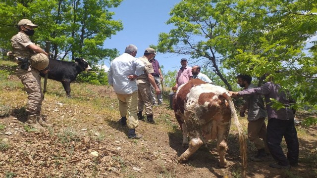 Mahsur kalan ineği jandarma ekipleri kurtardı