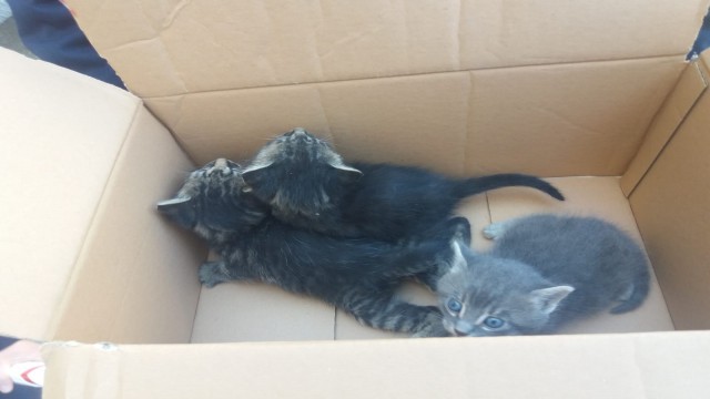 Mahsur kalan kedilerin yardımına itfaiye koştu