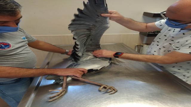 Maltepe'de yaralı turnaya anında müdahale