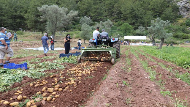 Marmaris Belediyesinin tarlalarında patates hasadı yapıldı