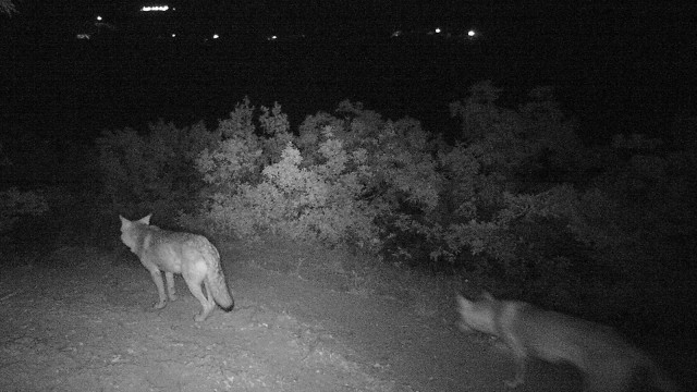 Meraklı ayı, foto kapanı inceledi