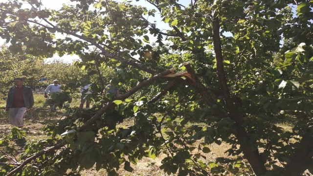 Mersinde dolu erik ve kayısı bahçelerine zarar verdi