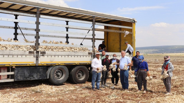 Meşhur Araban sarımsağında hasat sürüyor