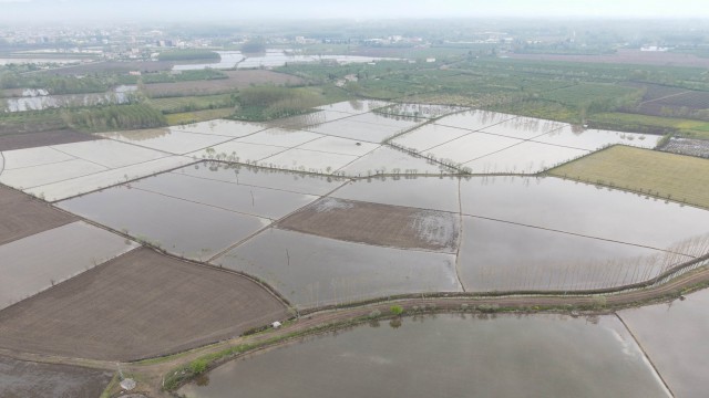 Meşhur Terme pirincinin ekim çalışmalarına başlandı