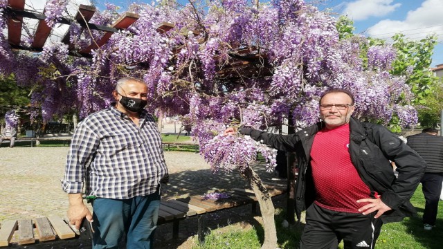 Mor salkım sümbüllerin görsel şöleni