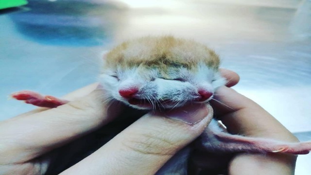 Muğlada çift başlı doğan kedi görenleri şaşırttı