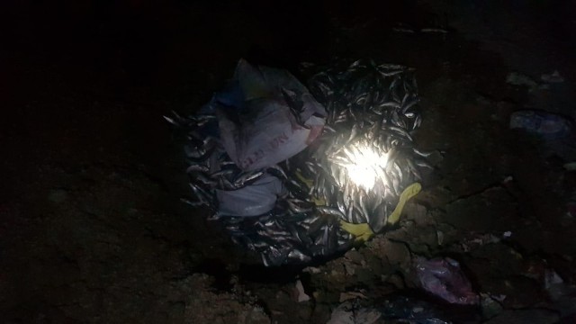 Muradiyede 300 kilogram kaçak inci kefali ele geçirildi