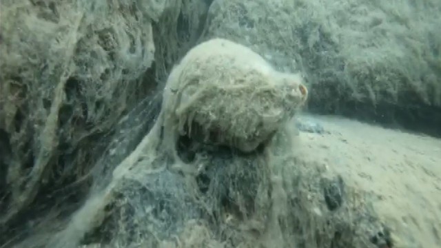 Müsilâj istilâsındaki Marmara denizinde ölüm kalım savaşı