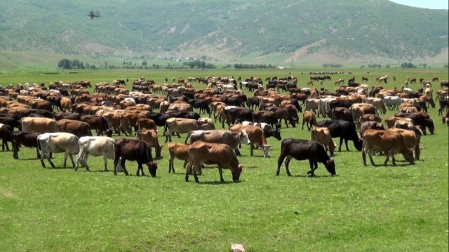Muşta büyükbaş hayvan sayısında artış
