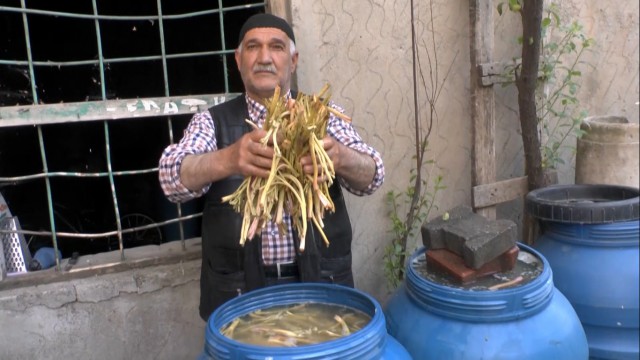 Muşta cağ bitkisine ilgi