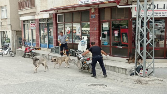 Mutta sokak köpekleri toplatılıyor