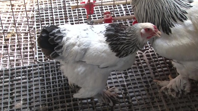 Ne sansar, nede hırsız, hiç kimse onu tavuk koleksiyonu inadından vazgeçiremedi