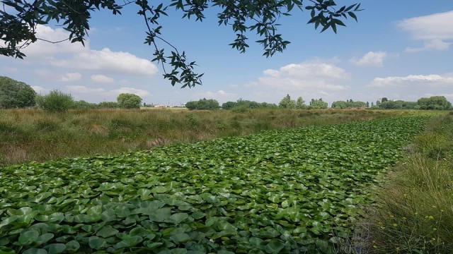Nilüfer vadisi ziyaretçilerini bekliyor