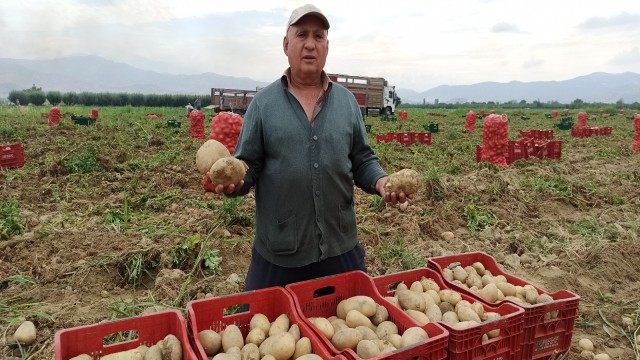 Ödemişli üretici bahar patatesinden umduğunu bulamadı