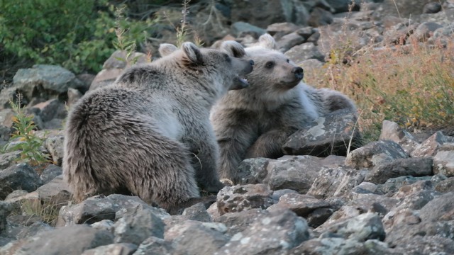 Öğretim üyesinden Nemrutun maskotu kardeş ayılar için uyarı