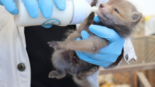 Öksüz kalan 4 tilki yavrusu emin ellerde
