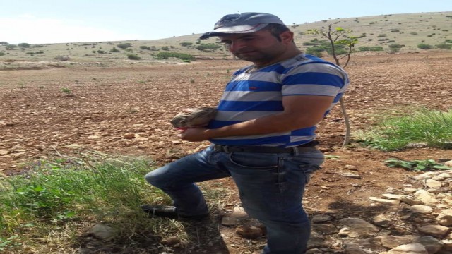 Ölmek üzereyken bulduğu yavru tavşanı besleyip doğaya bıraktı