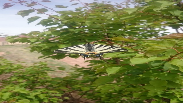 Oltuda ilginç kelebek görüldü