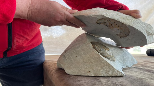 Orduda 65 milyon yıllık fosil bulundu iddiası