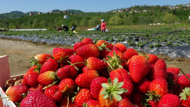 Orduda çilek hasadı sürüyor