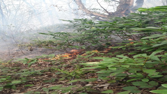 Orduda ormanlık alanda yangın