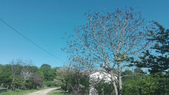 Ordunun yüksek kesimlerinde ceviz ağaçlarına don vurdu