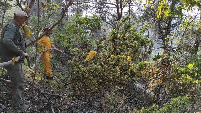 Orman yangını büyümeden söndürüldü