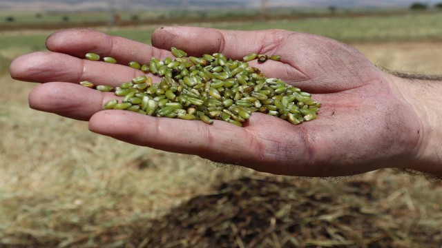 Orta Doğu ülkelerinin tutkusu firikte hasat başladı