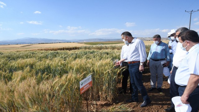 Orta Doğunun ve Avrupanın tohumu Adıyamandan