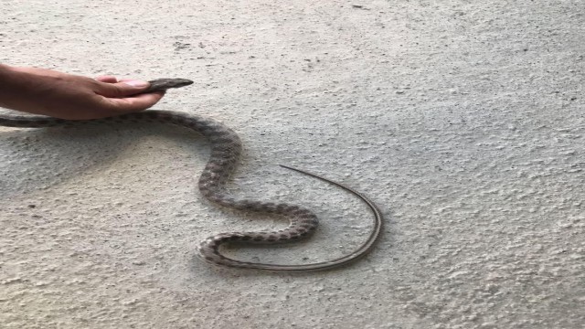 Otomobilin alt kısmına giren yılanı itfaiye çıkardı