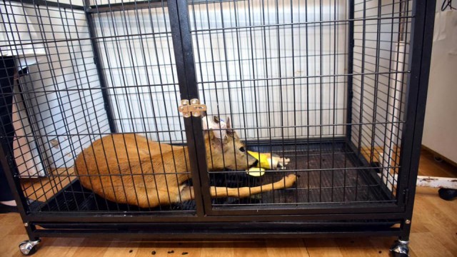 Otomobilin çarptığı karaca tedavi altına alındı