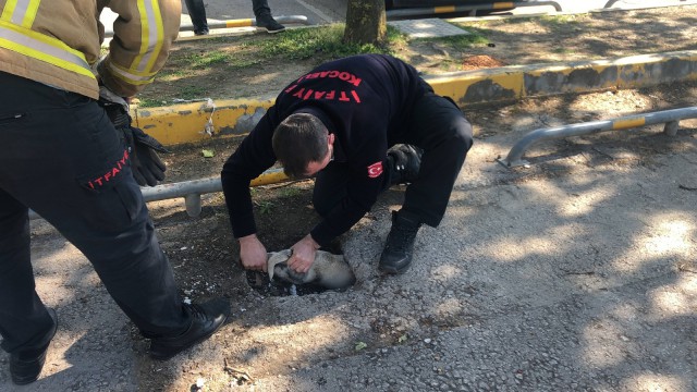 Otoparkta oynayan yavru köpekler çukura sıkıştı