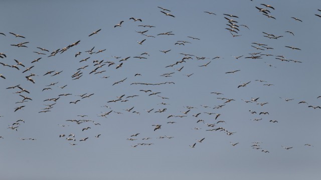 (Özel) Ak pelikanların gökyüzündeki dansı havadan görüntülendi