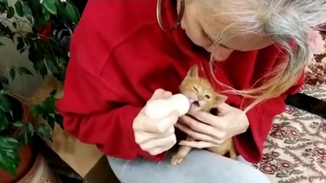 Annesi ölen yavru kediyi biberonla besliyor