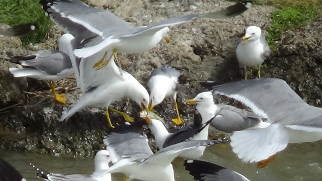 (Özel) Bu balıkları avlamak sadece martılara serbest