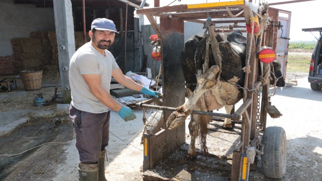 (Özel) Büyükbaş hayvanlara önce pedikür sonra oje