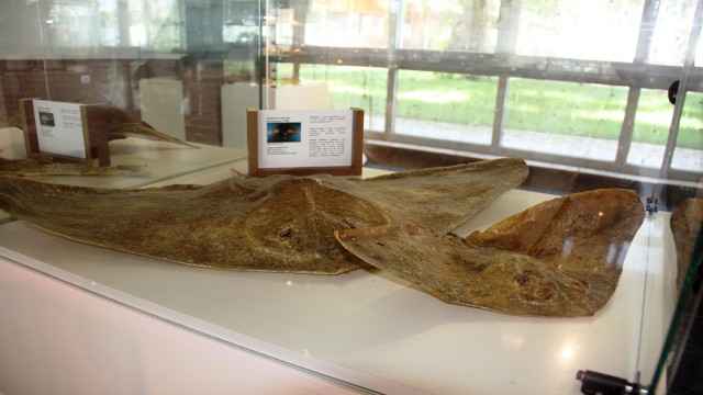 (Özel) Çukurovanın ilk deniz canlıları müzesi Mersinde açılıyor