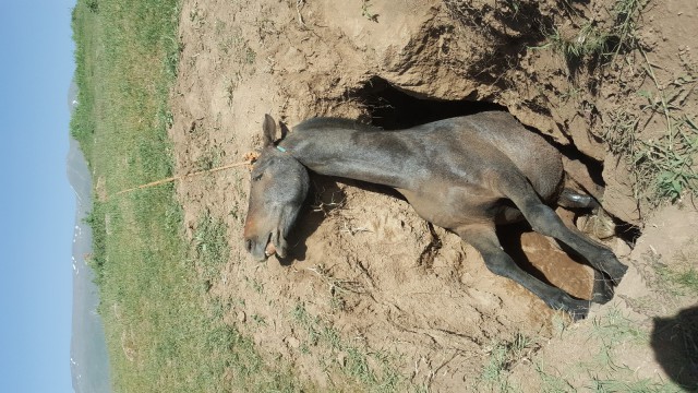 (Özel) Definecilerin mezarlık bölgesinde kazdığı çukur atın sonu oldu