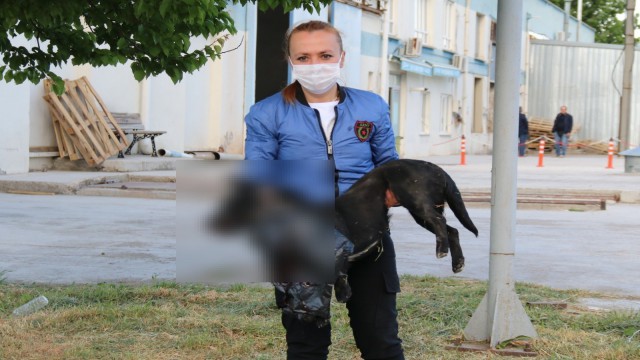 (ÖZEL) Engelli köpeği ezdi, hiçbir şey olmamış gibi yola devam etti
