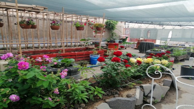 (Özel) Görenleri şaşırtan bağ