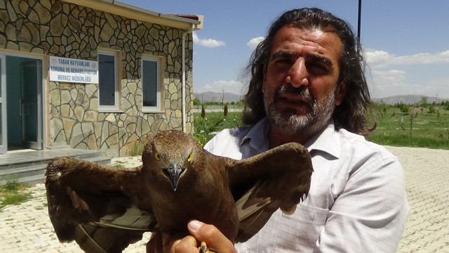 (Özel haber) Kargaların yaraladığı Arı Şahinleri tedavi altına alındı