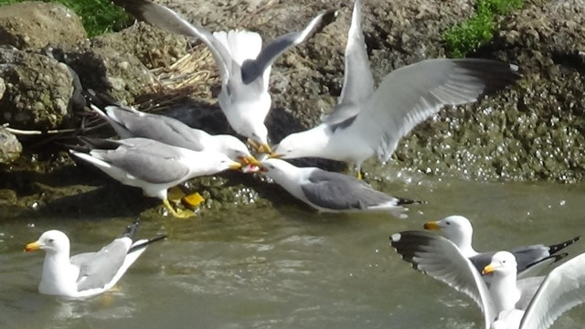 (Özel haber) Martıların bir balık üzerine kıyasıya mücadelesi