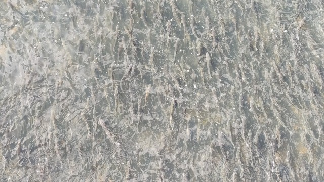 (Özel haber) Uçan balıkların muhteşem göçü devam ediyor