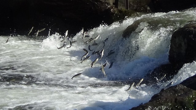 (Özel haber) Uçan balıkların yolculuğu mest ediyor