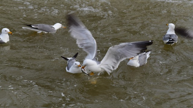 (Özel haber) Van Gölünün incisinin zorlu yolculuğu sessiz gerçekleşiyor