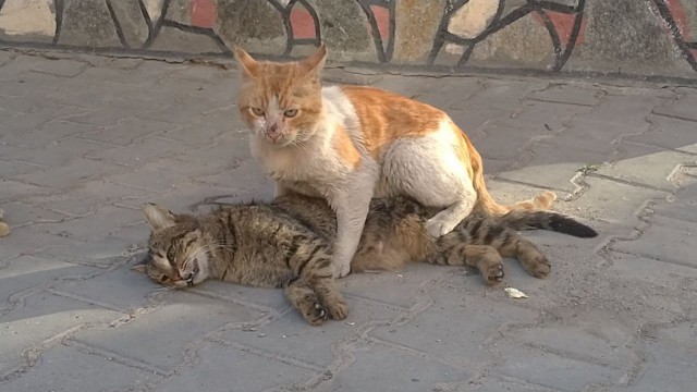 (ÖZEL) Kediden hayat dersi