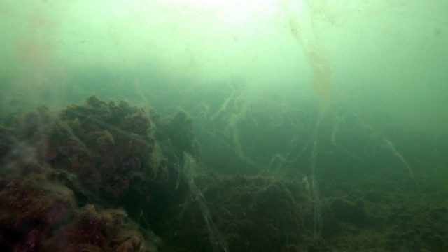 (Özel) Marmara Denizinden gelen kötü haberlerin arkası kesilmiyor