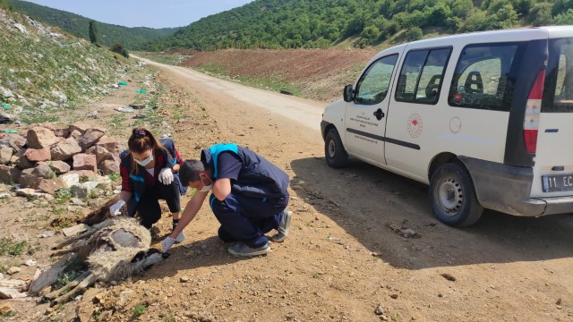 (Özel) Ölmüş koyun leşlerini köy yoluna attılar